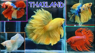 BEST BETTA FISH CATALOGUE [upl. by Ardnalak]