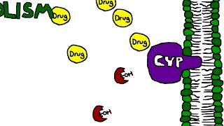 Mechanism of Cytochrome P450 CYP metabolism induction and inhibition [upl. by Soalokcin]