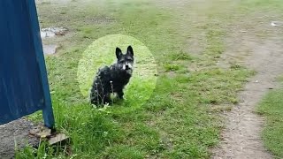 12YearOld Dog With Cancer Shivers While Waiting in the Rain Owner Lied to Him [upl. by Zebadiah723]