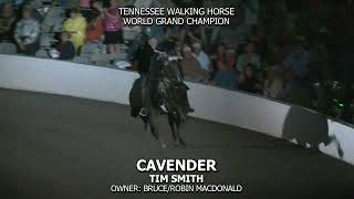 CAVENDER 2024 TENNESSEE WALKING HORSE NATIONAL CELEBRATION TWH WGC [upl. by Sibley]