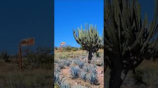 Stenocereus queretaroensis everywhere in this part of Zacatecas Many wild and many on Agave farms [upl. by Czarra]