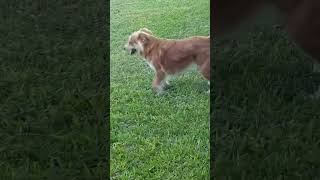 angryfatwhiteman Random dogs running around a yard in CA and NOT shitting [upl. by Sugirdor772]