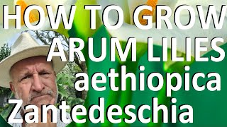 Tropical Gardens UK How to Grow the Arum LiIy  Zantedeschia aethiopica [upl. by Elegna]