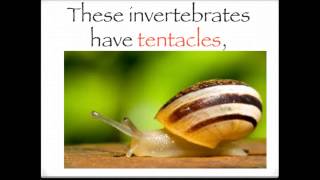 The invertebrates song [upl. by Hanleigh]