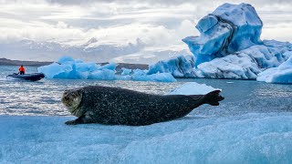 Epic Zodiac Boat Tour on Jökulsárlón Glacier Lagoon in Iceland [upl. by Naasar]