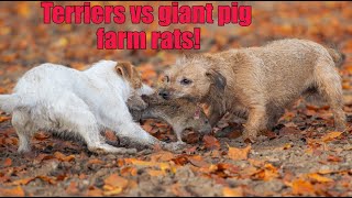 Ratting in heavy wind and rain Huge rats [upl. by Gillman]