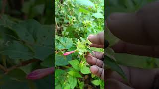 4 Oclock Plant  mirabilis jalapa seeds calecting 🫛🫛🏵️ [upl. by Everara881]