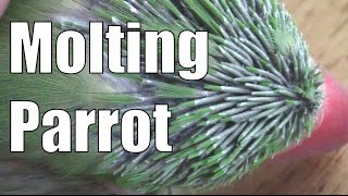 Molting Parrot [upl. by Bette711]