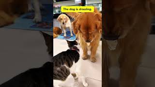 The wonderful relationship between cats and dogscat kitten funnycats funnyanimals funnypets [upl. by Acirehs992]