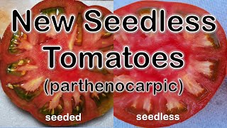 Seedless Tomato Miracle amp The Magic of Parthenocarpy [upl. by Kip]