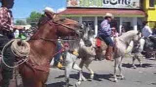 Caballos bailando Desfile Agua Prieta [upl. by Akirat]