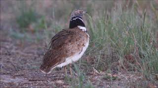 Birding in Spain Courtship of the Little Bustard [upl. by Nosecyrb270]