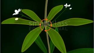 Rubiaceae  Vegetative Parts of Plants Tamil [upl. by Gobert]