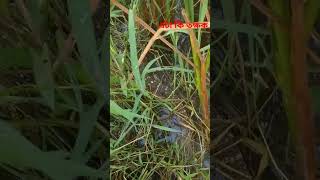 এটা কি তক্ষক reel animal tokkhok wild [upl. by Ddart]