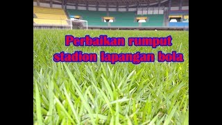 Perbaikan lapangan sepak bola rumput zoysia matrella [upl. by Malvina467]