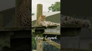 Amur Leopard Panthera pardus orientalis Sadly named the rarest big cat in the world amurleopard [upl. by Aneloc103]