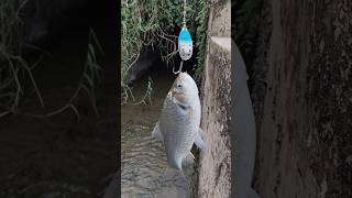 Comodo Spiner lure testing success 🎣😍😍fishingvideo [upl. by Fachanan]