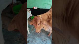 Pakistani cow 2025 beautiful youtubeshorts bull live pakistan biggboss 🐂🐂🐂🐂🐂🐂🐂🐂🐂 [upl. by Armilla]