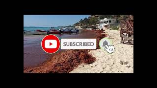 2024 Sargassum seaweed Update Riviera Maya  Mexico  Playa del Carmen [upl. by Berlinda]