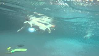 Golden Retrievers jump in and dive underwater for toys [upl. by Vasiliki]