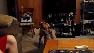 Will Make Your Dog Howl with Squeaky Toy [upl. by Atte943]