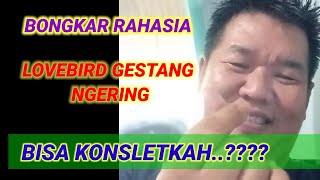 WAJIB PAHAM  KUNCI AWAL PROSES CETAK LOVEBIRD BAHAN KONSLET NGERING GESTANG [upl. by Morgen]