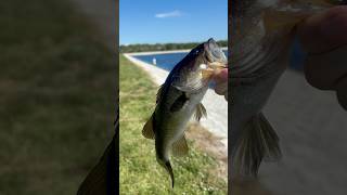 Getting active today youtubeshorts bassfishing bass fish fishing lake pond outdoors [upl. by Utas]