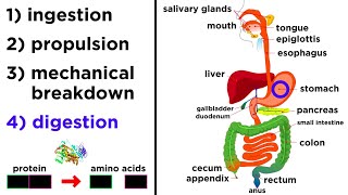 The Digestive System [upl. by Sadira]