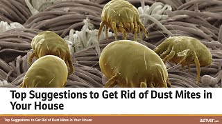 Top Suggestions to Get Rid of Dust Mites in Your House [upl. by Alfons]