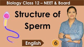 Structure of a Spermatozoon  NCERT Class 12 Biology [upl. by Imehon303]