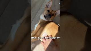 【元保護犬らんまるとなな】朝日を浴びながらななのお腹をかいてみる shorts dog 元 かわいい 可愛いわんこ かわいい犬犬 子犬 雑種犬飼ってると毎日楽しい 雑種犬 [upl. by Drofla]