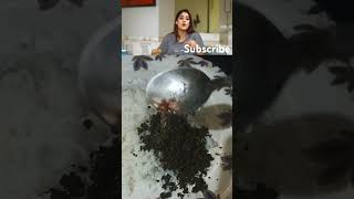 Ghee podi ricegheetelugufoodie telugufood foodie cooking telugumemsviralvideo [upl. by Averat]