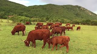 Salers cattle in Bosnia and Herzegovina [upl. by Ynaffit709]