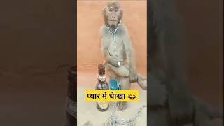 respect 😱  respect monkey shortvideo monkey shorts monkeyvideo bandra shortsvideo trending [upl. by Akehsyt]