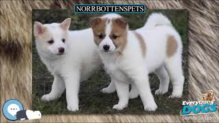 Norrbottenspets 🐶🐾 Everything Dog Breeds 🐾🐶 [upl. by Bocyaj]