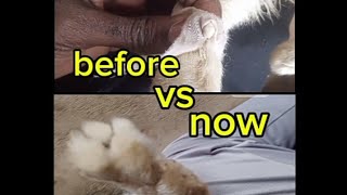 How to remove and treat abscess in rabbit rabbit treatment pets love viralvideo youtube [upl. by Lathan223]