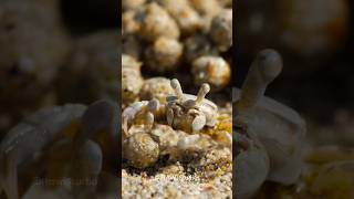 Sand Bubbler Crab shorts [upl. by Ecnarwal765]