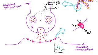 La synapse chimique [upl. by Perot]