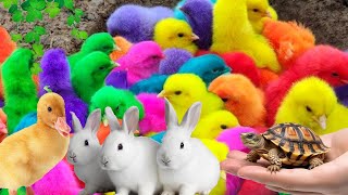 World Cute Chickens Colorful Chickens Rainbows Chickens Cute Ducks Cute Tortoise Cute Rabbit C [upl. by Palermo2]