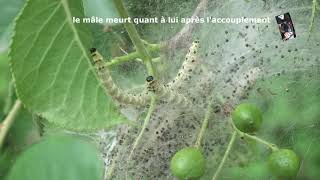 Chenilles de Papillons de nuit Hyponomeute Yponomeuta evonymella [upl. by Vassaux]