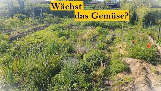 Gartenrundgang Mai  Update der Gemüsepflanzen [upl. by Fianna]