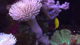 Species Spotlight Season 2  The Yellow Coris Wrasse  Episode 28 [upl. by Yrotciv]