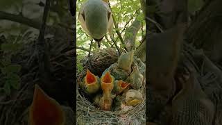 Long tailed shrike bird babies P 2 shortvideo trendingshorts [upl. by Niehaus]