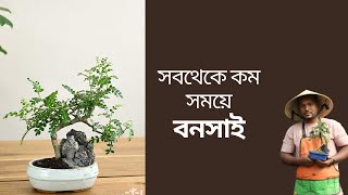 Make Bonsai Trees in 6 months Fast growing bonsai trees [upl. by Zacharie]