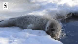 Seal Pup Eating Snow [upl. by Frankie126]