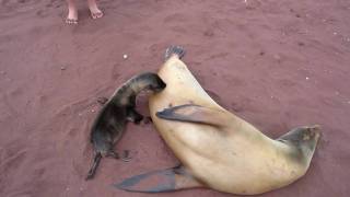 Sea lion pup getting milk from its mother [upl. by Aihtela294]