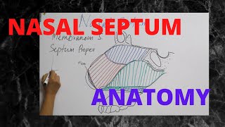 050Nasal Septum Anatomy anatomy septum [upl. by Ecneralc]