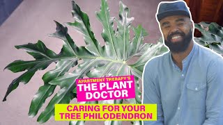 How to Care for Your Tree Philodendron  The Plant Doctor  Apartment Therapy [upl. by Sordnaxela]