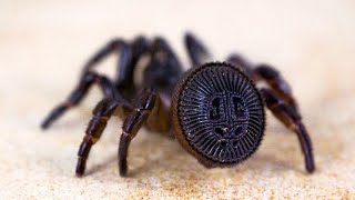 This WrapAround Spiders Are Real And Impossible To Spot Before It’s Too Late [upl. by Bray]