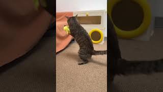 The quacking ducks make my kittens excited cat cutecat meow catvideos kittycat kitten cute [upl. by Abie]